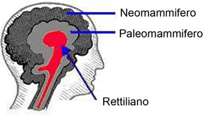 Cervello rettiliano e neomammifero Cervello rettiliano e neomammifero