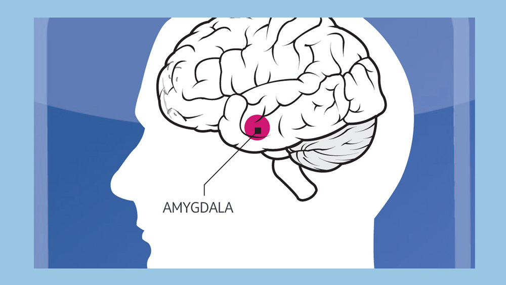 Amigdala Amigdala
