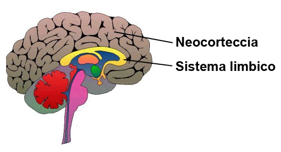 Neocorteccia - Sistema limbico Neocorteccia - Sistema limbico